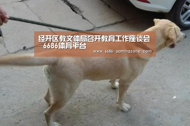 6686APP下载